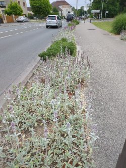 What professional standards apply to green spaces?