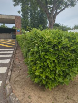 1. L'importance des Espaces verts