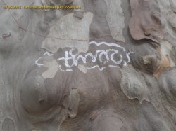 Por que os grafites representam um verdadeiro problema para as cidades?